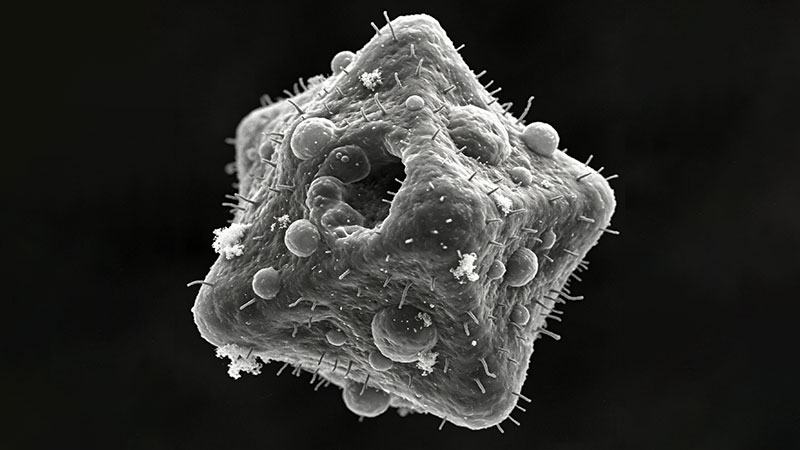 癌细胞库：为“生命之敌”建档，为攻克癌症导航